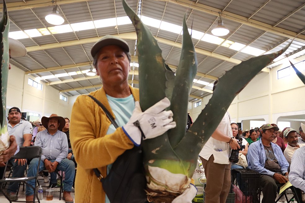 Invierte Hidalgo en fertilidad del suelo, semillas certificadas, repoblación frutícola y rescate del maguey