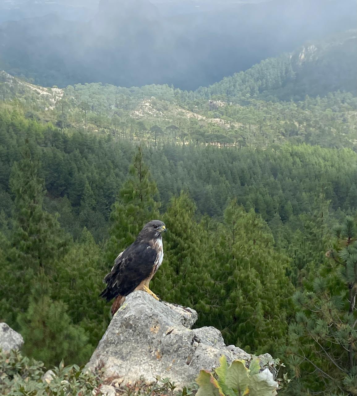 Pachuca fortalece la conservación de fauna con la liberación de 28 ejemplares